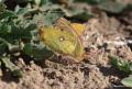Colias crocea (Sarıazamet)
